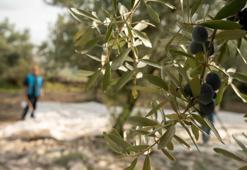 Manisa'da zeytin için tarihi buluşma: UNECSO tescili masaya geliyor!