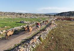 Mersin'de yörüklerin yayla göçü başladı: 'Bu dağlar bizim evimiz'