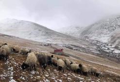Karadeniz’de yayla krizi büyüyor! 300 yıllık kadim hak mı, yeni mera kararı mı? Giresunlu yaylacılardan Gümüşhane’ye sert tepki