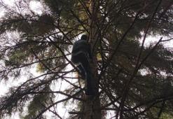 Artvin'de 40 metre yüksekte sorunu çözdüler!