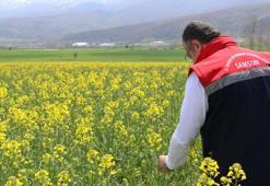 TAKE Projesi kapsamında çiftçilere büyük destek! Ayçiçeği ve kuru fasulye tohumları teslim edildi