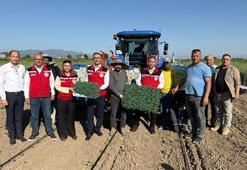 Türkiye'nin ikincisi! Manisa’da sezon açıldı, 131 bin dekarlık alanda mesai başladı