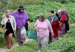 Kırklareli'nin köylerinde mesaisi başladı! İmece usulüyle sofralara taşınıyor: Hem şifa hem gelenek!