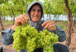 Türkiye'nin ilk örtü altı üzümü Silifke'de hasat edildi: Kilosu 600 TL'den ihraç ediliyor! İşte Avrupa ve Rusya'nın kapıştığı o üzümler!