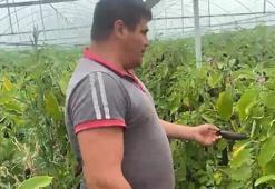 Antalyalı üretici serasının kapılarını açtı! Tonlarca patlıcan vatandaşa ücretsiz dağıtılıyor