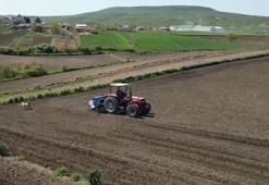 Sabah başlıyor, akşama kadar sürüyor! Tekirdağ’da tarlalar hareketlendi
