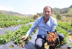 Hatay'da hasat başladı: Kilosu 90 TL'ye gidiyor!