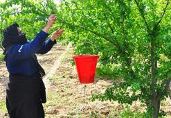Manisa'da hasat başladı! 10 bin dekar alanda işçilerin hasat mesaisi: 'Bu sene mahsul çok iyi'