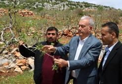 Gaziantep'te 'süper hücre' fırtınası fıstık bahçelerine zarar verdi