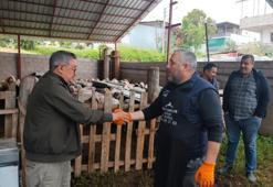 Bayram yaklaştı, pazarlıklar kızıştı! İşte kurban alacaklara tavsiyeler ve kurban fiyatları