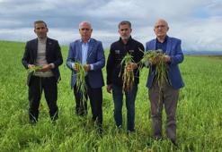 Adıyaman’da dolu kabusu! Buğday, arpa ve tütün tarlaları yok oldu