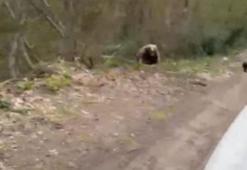 Kastamonu'da aracın arkasında koşan ayı kameraya yansıdı