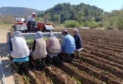 Denizli'de fiyat belirlendi: Türkiye'nin en kalitelisi burada yetişiyor!