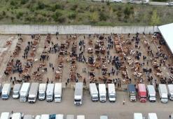 Kurban Bayramı hareketliliği Kastamonu'da başladı: 850 kilogramlık tosun 340 bin liraya alıcı buldu