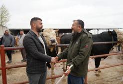 Kurban Bayramı hareketliliği! 850 kilogramlık tosun 340 bin liraya alıcı buldu