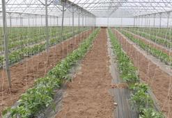 Erzincan’da kurdular, çevre iller sıraya girdi! 3 farklı ürün hasadıyla rekor kırdılar