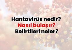 SON DAKİKA | Hantavirüs belirtileri neler? Hantavirüs nedir? Nasıl bulaşır? Hantavirüs insandan insana bulaşır mı?