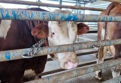 Kocaeli'de kurban kesim başvuruları 11 Mayıs'ta başlıyor