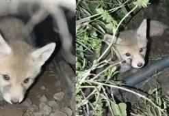 Elazığ’ın Palu ilçesinde tilki yavruları yuvalarında görüntülendi