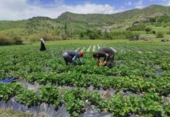 Hormonsuzu ve en lezzetlisi burada yetişiyor! Bölgenin ihtiyacını bu ilçe karşılıyor, fiyatı da 120 lira