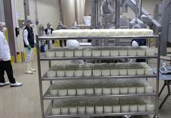 Erzincan'da günlük 45 bin litre süt peynir ve tereyağına dönüşüyor: Bin 200 çiftçiye gelir sağlıyor!