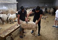 Adana'da kurban pazarlığı başladı! Kesim ücretleri belli oldu: İşte güncel fiyatlar