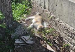 Eskişehir’de korkunç iddia: Kediler peş peşe öldü, mahalleli ayağa kalktı