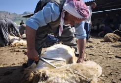 Şırnak'ta göçerler yüzyıllık gelenek için bir araya geldi: 400 hayvan el birliğiyle kırkıldı! Sadece iş değil, gönül birliği oldu