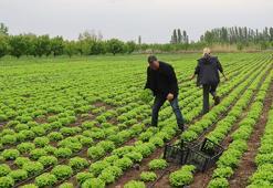 Şehri bırakıp köye döndüler, 150 dönümde dev bir üretim üssü kurdular: 30 aileye maaş ödüyorlar