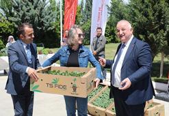 Edirne'de 63 çiftçiye 60 bin aşılı fide dağıtıldı: Bin tonun üzerinde rekolte bekleniyor!