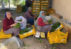 Üreticiye hasat öncesi ek gelir oldu! Mazot ve gübre parasını oradan çıkarıyorlar: Kilosu 80 TL, talep yağıyor
