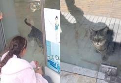 Çorum'da kedi, öğrencilerin duyduğu miyavlama sesi sayesinde kurtarıldı