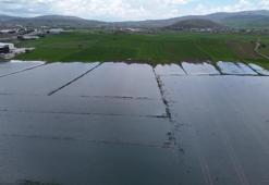 Bali değil Sivas, pirinç değil hububat tarlası