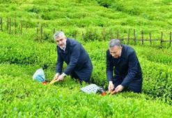 Karadeniz’de yeşil altın mesaisi başlıyor! Trabzon’da 2026 yaş çay sezonu dualarla açıldı: Hedef Gelecek Hafta Çarşamba