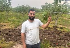 Türkiye'nin en önemli fıstık üretim merkezlerinden Siirt'te bereket yılı! Aşırı yağışlar nedeniyle rekolte ve talebin artması bekleniyor