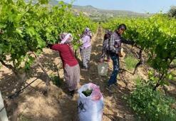 Manisa'da sezonun ilk hasadı başladı! Tek şartı var: Sadece kadınlar bekler