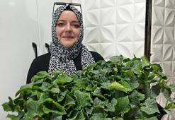 Denizli'de fidecilerde büyük yoğunluk! Tarla ve balkonlar için 'yeşil seferberlik' başladı