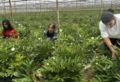 Tanesi 150 TL’den satılıyor! Antalya’da yüzlerce kişiye iş kapısı oldu: 81 ilden sipariş yağıyor