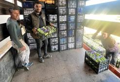 Bursa'da sezonun ilk hasadı başladı! Tarladaki fiyat üreticinin yüzünü güldürdü: Kapış kapış gidiyor!
