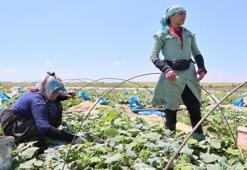 Adana'da ata tohumuyla yetiştiriliyor! 15 gün bozulmuyor, kilosu tezgahta 40 TL’ye çıktı