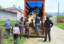 Kış bitti, yayla mesaisi başladı! Geleneksel lezzetin zorlu yolculuğu...