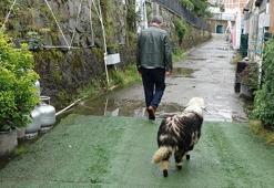 Müşteriler sırf onun için geliyor! Trabzon'da kendini kedi sanan kuzu Abbas, restoranın maskotu oldu