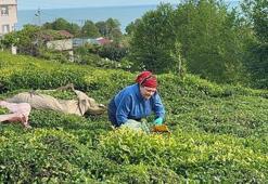 Geç olgunlaştı ama sezon resmen açıldı! Üreticiler hasat için bahçelere akın etti