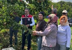 Ağaç başına 50 kilo hasat ediliyor: Aydın'da en çok kadınlar bu işten kazanıyor