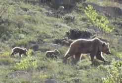Evine giren ayıya anahtarın yerini tarif etti, 'Zarar verme' diye seslendi