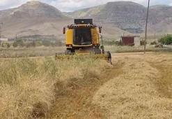Mardin'de susuz tarlada ekilen ürün hasat edildi: İlk hasadı yapan çiftçiye çeyrek altın hediye edildi