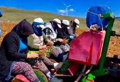 Afyonkarahisar'da atıl arazilerden milyonlarca liralık gelir sağlayacak girişim: Tek bir köyden başladı, tüm ilçeyi saracak!