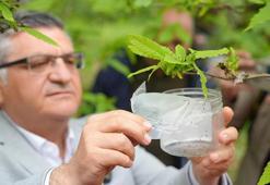 Sinop'ta ormanlara salındılar! Tam 2 bin 500 tanesi birden göreve başladı: Yıl sonuna kadar 8 bin tane daha geliyor