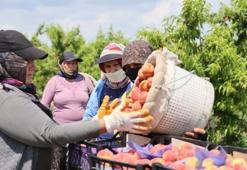 Adana'da bir de şeftali hasadı var: Kilo fiyatı şaşırtıyor