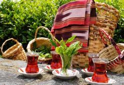 Rize çay bahçelerinde hasat işlemi başladı! ÇAYKUR sezonun ilk 3 gününde 5 bin 600 ton çay aldı